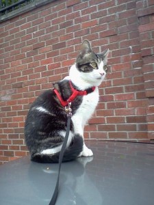 cat sitting Peko in Kirkland.